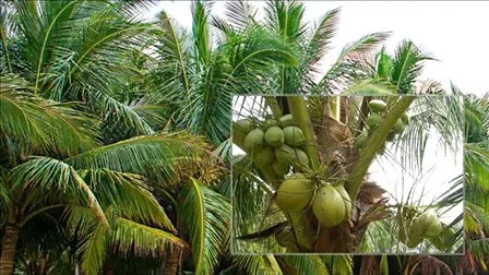 Extrait de plante en poudre de protéines de lait de coco pour l'alimentation infantile